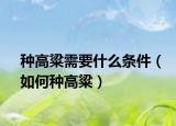 种高粱需要什么条件（如何种高粱）