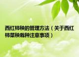 西红柿秧的管理方法（关于西红柿菜秧栽种注意事项）