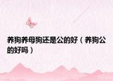 养狗养母狗还是公的好（养狗公的好吗）
