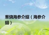 葱烧海参介绍（海参介绍）