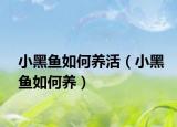 小黑鱼如何养活（小黑鱼如何养）