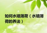 如何水培薄荷（水培薄荷的养法）