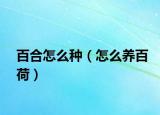 百合怎么种（怎么养百荷）