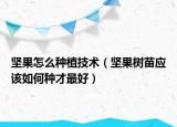 坚果怎么种植技术（坚果树苗应该如何种才最好）