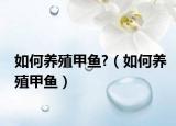 如何养殖甲鱼?（如何养殖甲鱼）