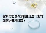 紫水竹怎么养才能更旺盛（紫竹如何水养才旺盛）