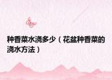种香菜水浇多少（花盆种香菜的浇水方法）