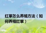 红掌怎么养殖方法（如何养殖红掌）