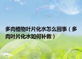 多肉植物叶片化水怎么回事（多肉叶片化水如何补救）