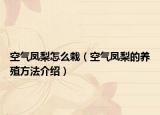 空气凤梨怎么栽（空气凤梨的养殖方法介绍）