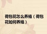 荷包花怎么养殖（荷包花如何养殖）