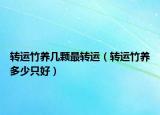 转运竹养几颗最转运（转运竹养多少只好）