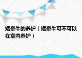 矮牵牛的养护（矮牵牛可不可以在室内养护）
