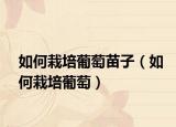 如何栽培葡萄苗子（如何栽培葡萄）
