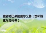 蚕卵孵出来的要怎么养（蚕卵孵化后如何养）