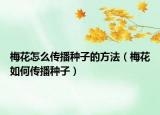 梅花怎么传播种子的方法（梅花如何传播种子）