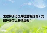 龙眼种子怎么种植盆栽好看（龙眼种子怎么种植盆栽）