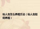 仙人虫怎么养殖方法（仙人虫如何养殖）