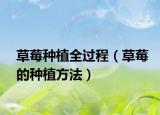 草莓种植全过程（草莓的种植方法）