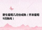野生葡萄几月份成熟（怀来葡萄9月熟吗）