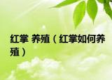 红掌 养殖（红掌如何养殖）