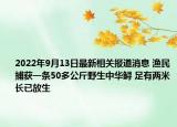 2022年9月13日最新相关报道消息 渔民捕获一条50多公斤野生中华鲟 足有两米长已放生