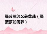绿菠萝怎么养盆栽（绿菠萝如何养）