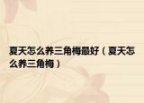 夏天怎么养三角梅最好（夏天怎么养三角梅）