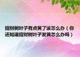 招财树叶子有点黄了该怎么办（你还知道招财树叶子发黄怎么办吗）
