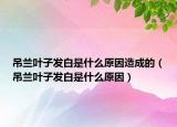 吊兰叶子发白是什么原因造成的（吊兰叶子发白是什么原因）