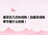 桑葚在几月份成熟（自桑葚成熟季节是什么时候）