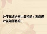 叶子花适合室内养殖吗（家庭观叶花如何养殖）