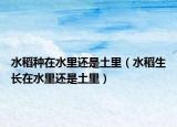水稻种在水里还是土里（水稻生长在水里还是土里）