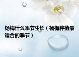 杨梅什么季节生长（杨梅种植最适合的季节）