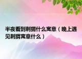 半夜看到刺猬什么寓意（晚上遇见刺猬寓意什么）