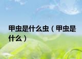 甲虫是什么虫（甲虫是什么）