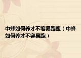中蜂如何养才不容易跑蜜（中蜂如何养才不容易跑）