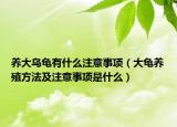 养大乌龟有什么注意事项（大龟养殖方法及注意事项是什么）