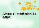 乌龟苗死了（乌龟苗如何养才不会死掉）