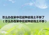 怎么办在家中花盆种盆栽土不够了（怎么办在家中花盆种盆栽土不够）