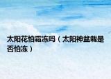 太阳花怕霜冻吗（太阳神盆栽是否怕冻）