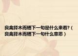 良禽择木而栖下一句是什么来着?（良禽择木而栖下一句什么意思）