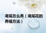 鸢尾怎么养（鸢尾花的养殖方法）