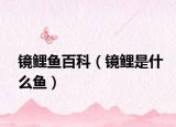 镜鲤鱼百科（镜鲤是什么鱼）