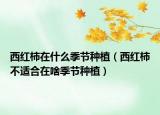西红柿在什么季节种植（西红柿不适合在啥季节种植）