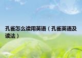 孔雀怎么读用英语（孔雀英语及读法）