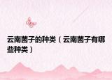 云南菌子的种类（云南菌子有哪些种类）