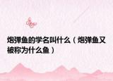 炮弹鱼的学名叫什么（炮弹鱼又被称为什么鱼）