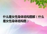 什么是女性身体结构图解（什么是女性身体结构图）