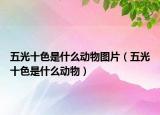 五光十色是什么动物图片（五光十色是什么动物）